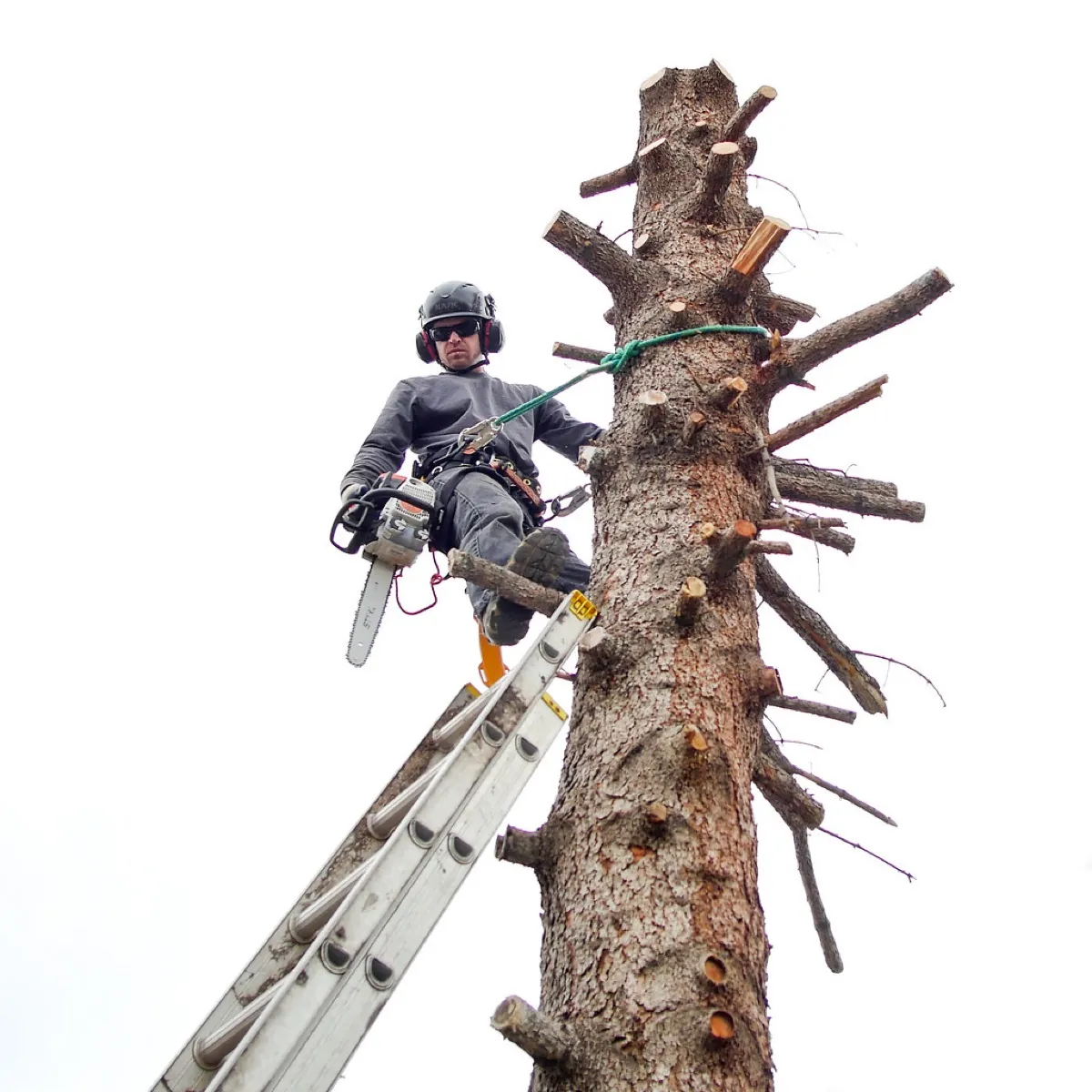 Monte's arborist doing tree work on a property in Delaware, Ohio