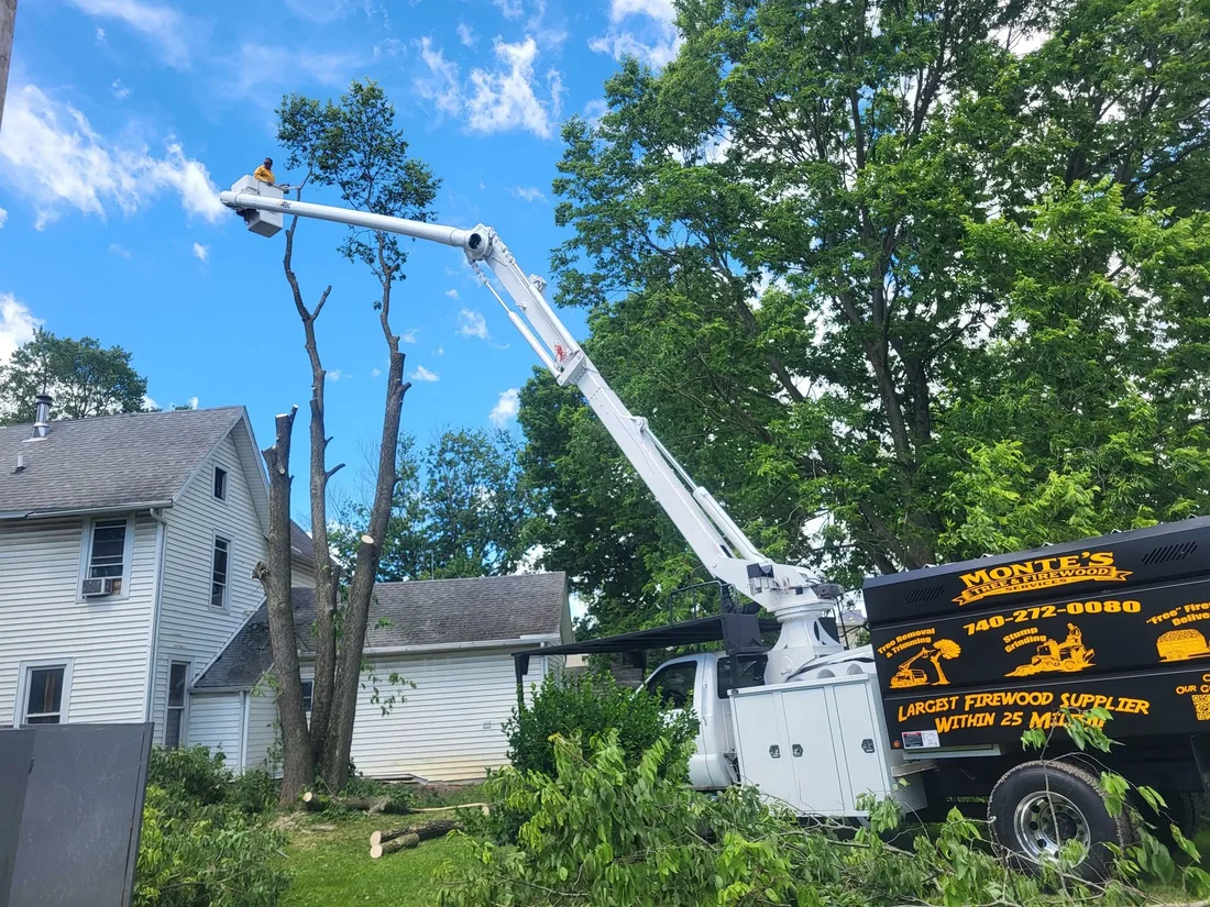 Monte's crew removing a large tree beside a Delaware, Ohio home